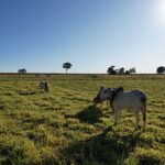 A seca está chegando e é hora do pecuarista se preparar