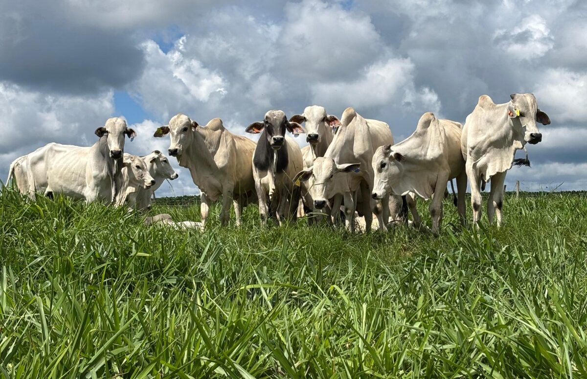 Intensificação sustentável de pastagens: caminho para mais produtividade e rentabilidade no campo