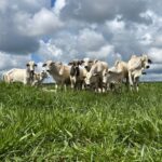 Intensificação sustentável de pastagens: caminho para mais produtividade e rentabilidade no campo