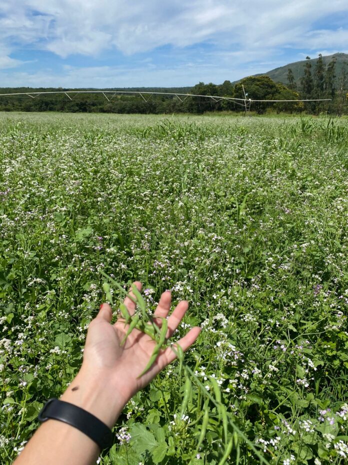 Com atraso nas operações de soja e milho, plantas de cobertura podem ajudar a reduzir os riscos